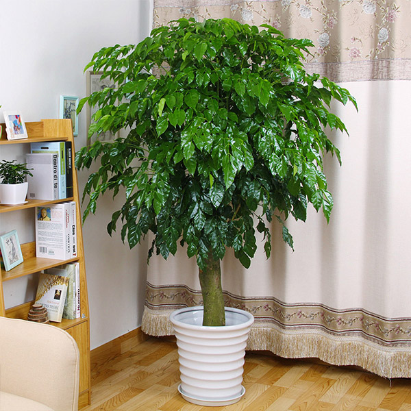 1762573569112054.jpg 幸福树.jpg