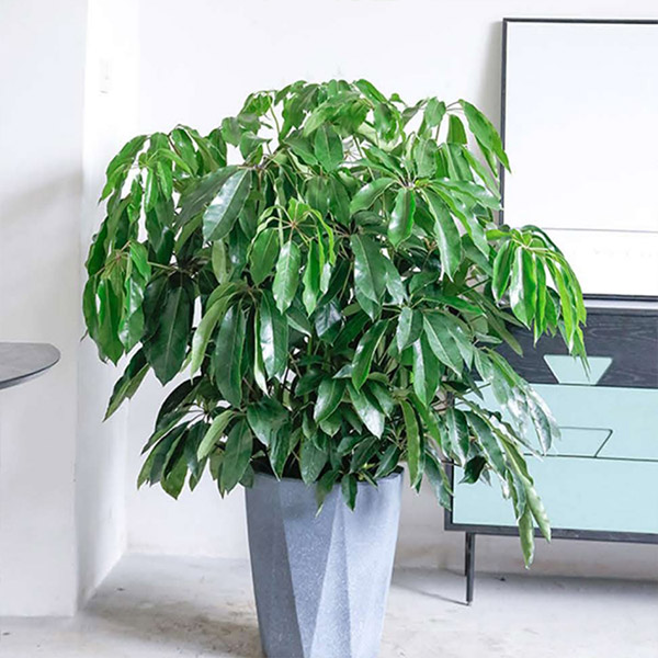 1762573610101813.jpg 大叶伞.jpg