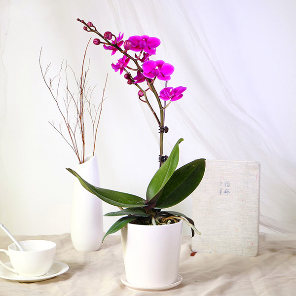 1762573621226261.jpg 单株蝴蝶兰.jpg