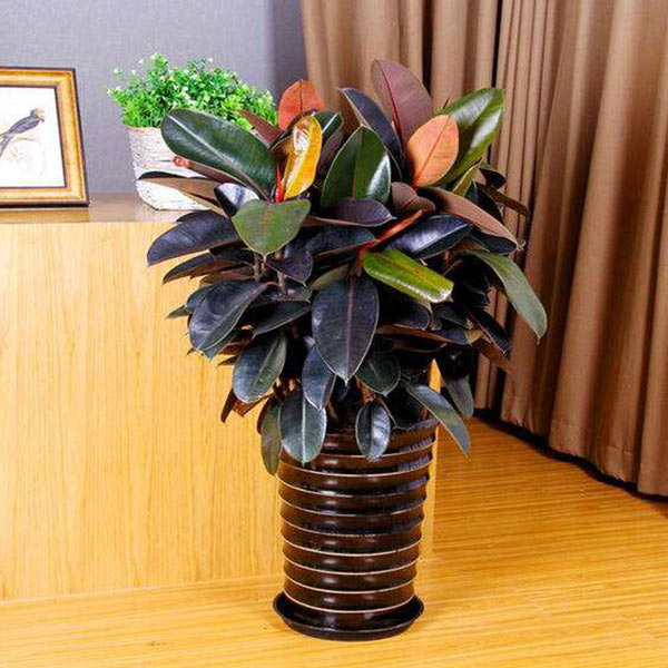 1772853812631018.jpg 黑金刚.jpg