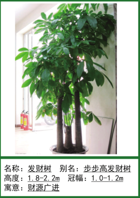 绿植租赁的优势和原则方式