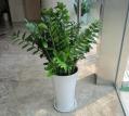 大型植物