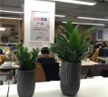 中型植物