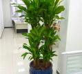 大型植物