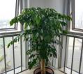 大型植物