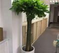 大型植物
