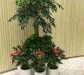 大型植物