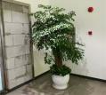 大型植物