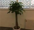 大型植物