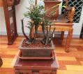精品植物