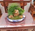 精品植物