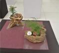 精品植物