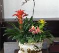 精品植物