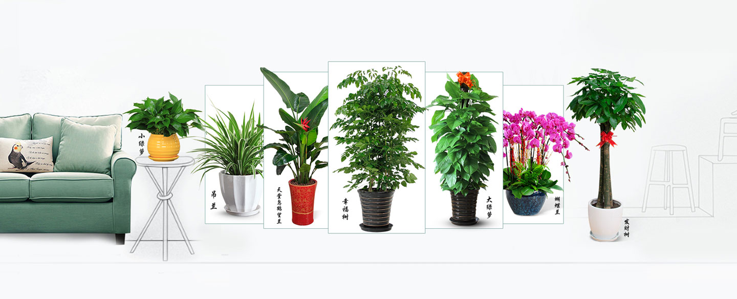 绿植花卉租摆：美化环境、提升品质的绿色选择