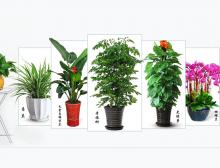 绿植花卉租摆：美化环境、提升品质的绿色选择