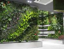 公司植物墙