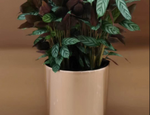 紫背竹芋