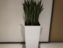 虎皮兰组合