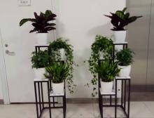 办公室绿植租赁行业现状分析