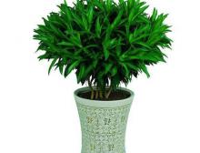 打造生态办公环境,植物租摆成新潮流