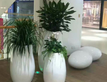 选择绿植租赁在走廊适合摆放什么植物呢?