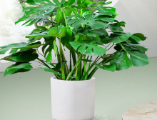 盆栽绿植养护过程中烂根,怎么办?