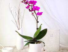 花卉租赁：家庭生活的自然调味剂