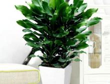 绿植租摆服务中，常见有哪些陷阱？