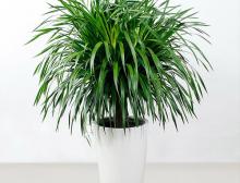 绿植出租:商业空间的美学选择