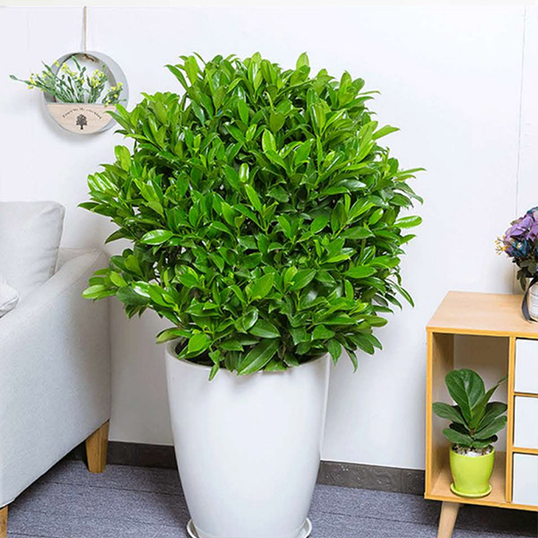 花卉绿植租赁，让绿色生活更轻松