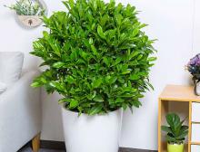 告别绿植养护烦恼：一键租摆，让专业绿色守护您的空间