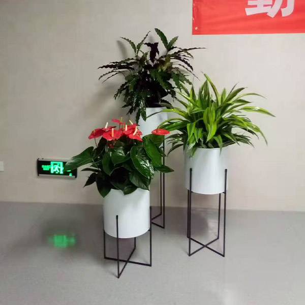 让绿植租摆点亮办公室，提升工作效率与生活品质