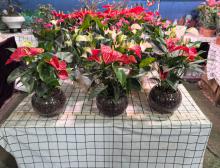 花卉租摆行业的现状与未来发展