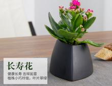 长寿花盆栽