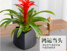 鸿运当头小盆栽