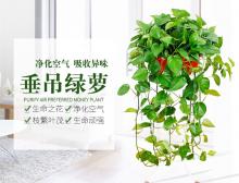 垂吊绿萝