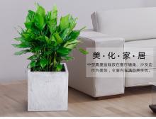 万年青盆栽