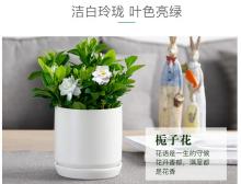 栀子花桌面小盆栽