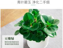 豆瓣绿桌面小盆栽