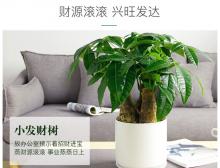发财树桌面小盆栽