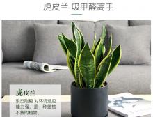 虎皮兰桌面小盆栽