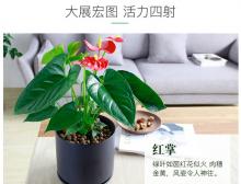 红掌桌面小盆栽