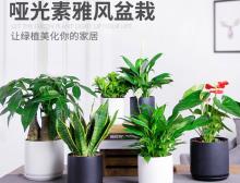 桌面小盆栽花卉销售