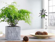铁线蕨盆栽