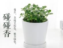 碰碰香盆栽