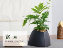 富士蕨桌面盆栽