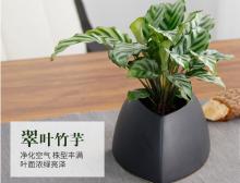 翠叶竹芋桌面盆栽