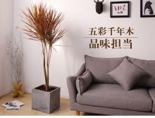 三色龙血树