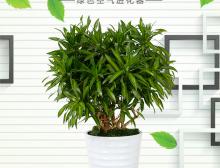 百合竹盆栽绿植销售