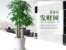 步步高大三杆发财树盆栽绿植